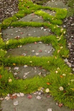 Dwarf Golden Sweet Flag - Acorus Gramineus 'Minimus Aureus' - 5 Pack Of Pint Pots -Garden Plants Shop acorus gramineus minnimus aurea dwarf golden sweet flag 106