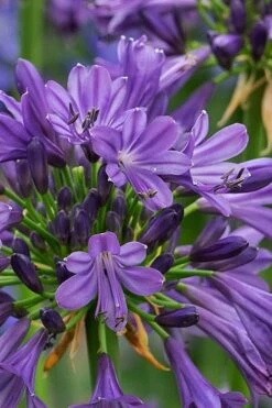 Purple Delight Agapanthus (Lily Of The Nile) - 2 Gallon Pot 10 Purple Delight Agapanthus (Lily Of The Nile) - 2 Gallon Pot -Garden Plants Shop agapanthus purple delight 2