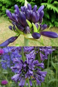 Purple Delight Agapanthus (Lily Of The Nile) - 2 Gallon Pot 11 Purple Delight Agapanthus (Lily Of The Nile) - 2 Gallon Pot -Garden Plants Shop agapanthus purple delight 4
