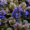 Bronze Beauty Ajuga - Bugleweed - 1 Gallon Pot -Garden Plants Shop ajuga bronze beauty 28 1