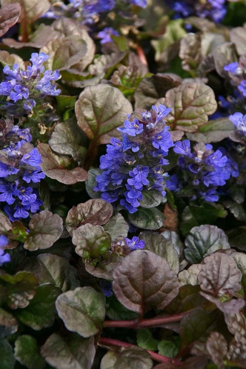 Bronze Beauty Ajuga (Bugleweed) - 5 Pack Of 4" Pint Pots 3 Bronze Beauty Ajuga (Bugleweed) - 5 Pack Of 4" Pint Pots