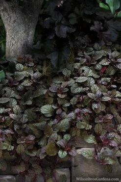 Bronze Beauty Ajuga (Bugleweed) - 6 Pack Of 3.5" Pint Pots 12 Bronze Beauty Ajuga (Bugleweed) - 6 Pack Of 3.5" Pint Pots -Garden Plants Shop ajuga bronze beauty 30 2