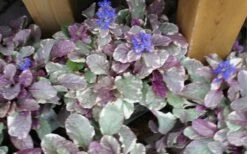 Burgundy Glow Ajuga - Bugleweed - 5-Pack Of 4" Pint Pots -Garden Plants Shop ajuga burgundy glow