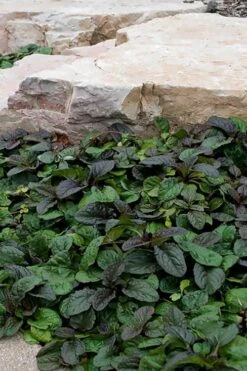 Bronze Beauty Ajuga (Bugleweed) - 6 Pack Of 3.5" Pint Pots 13 Bronze Beauty Ajuga (Bugleweed) - 6 Pack Of 3.5" Pint Pots -Garden Plants Shop ajuga reptans bronze beauty bugleweed 100