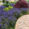 Bronze Beauty Ajuga - Bugleweed - 18 Count Flats Of Pint Pots -Garden Plants Shop ajuga reptans bronze beauty bugleweed 102 1