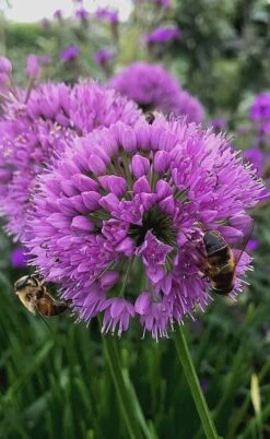 Millenium Allium (Ornamental Onion) - 6 Pack Of 1 Gallon Pots -Garden Plants Shop allium millenium 10