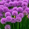 Millenium Allium (Ornamental Onion) - 6 Pack Of 1 Gallon Pots -Garden Plants Shop allium millenium 12