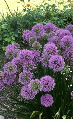 Millenium Allium (Ornamental Onion) - 6 Pack Of 1 Gallon Pots -Garden Plants Shop allium millenium 2