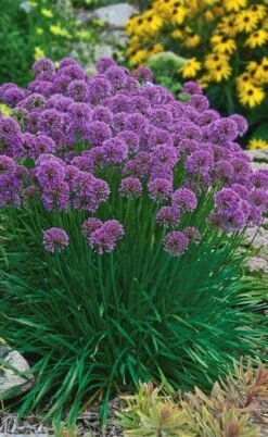 Millenium Allium (Ornamental Onion) - 6 Pack Of 1 Gallon Pots -Garden Plants Shop allium millenium 3
