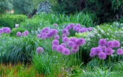 Millenium Allium (Ornamental Onion) - 6 Pack Of 1 Gallon Pots -Garden Plants Shop allium millenium 4