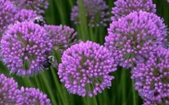 Millenium Allium (Ornamental Onion) - 6 Pack Of 1 Gallon Pots -Garden Plants Shop allium millenium 5