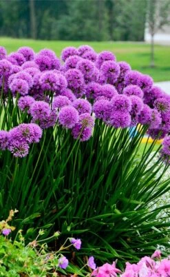 Millenium Allium (Ornamental Onion) - 6 Pack Of 1 Gallon Pots -Garden Plants Shop allium millenium 6