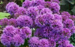 Millenium Allium (Ornamental Onion) - 6 Pack Of 1 Gallon Pots -Garden Plants Shop allium millenium 9