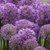 Serendipity Allium (Ornamental Onion) - 1 Gallon Pot -Garden Plants Shop allium serendipity 2 500x750 1