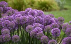 Serendipity Allium (Ornamental Onion) - 1 Gallon Pot -Garden Plants Shop allium serendipity 2 800x500 1