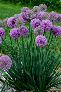 Serendipity Allium (Ornamental Onion) - 1 Gallon Pot -Garden Plants Shop allium serendipity 500x750 1