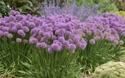 Serendipity Allium (Ornamental Onion) - 1 Gallon Pot -Garden Plants Shop allium serendipity 800x500 1