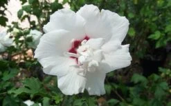 Morning Star Rose Of Sharon (Althea) - Hibiscus Syriacus - 3 Gallon Pot -Garden Plants Shop altheamorningstar