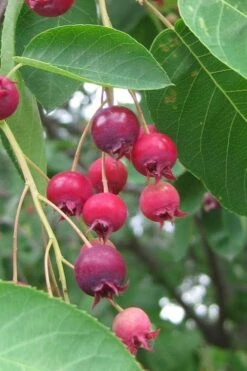 Shadblow Serviceberry Tree (Amelanchier Canadensis) - 5 Gallon Pot -Garden Plants Shop amelanchier arborea shadblow serviceberry berries 3
