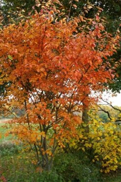 Shadblow Serviceberry Tree (Amelanchier Canadensis) - 5 Gallon Pot -Garden Plants Shop amelanchier arborea shadblow serviceberry fall foliage