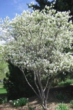 Shadblow Serviceberry Tree (Amelanchier Canadensis) - 5 Gallon Pot -Garden Plants Shop amelanchier arborea shadblow serviceberry tree 2