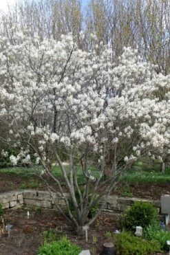 Shadblow Serviceberry Tree (Amelanchier Canadensis) - 5 Gallon Pot -Garden Plants Shop amelanchier arborea shadblow serviceberry tree 3