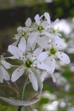 Autumn Brilliance Serviceberry Tree - 1 Gallon Pot -Garden Plants Shop amelanchier grandiflora autumn brilliance serviceberry 1 1