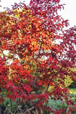 Autumn Brilliance Serviceberry Tree - 7 Gallon Pot (4-5') -Garden Plants Shop amelanchier grandiflora autumn brilliance serviceberry 3