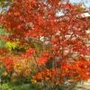 Autumn Brilliance Serviceberry Tree - 7 Gallon Pot (4-5') -Garden Plants Shop amelanchier grandiflora autumn brilliance serviceberry 4