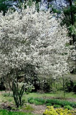 Autumn Brilliance Serviceberry Tree - 7 Gallon Pot (4-5') -Garden Plants Shop amelanchier grandiflora autumn brilliance serviceberry 5