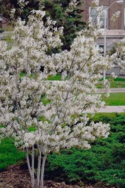 Autumn Brilliance Serviceberry Tree - 7 Gallon Pot (4-5') -Garden Plants Shop amelanchier grandiflora autumn brilliance serviceberry 6