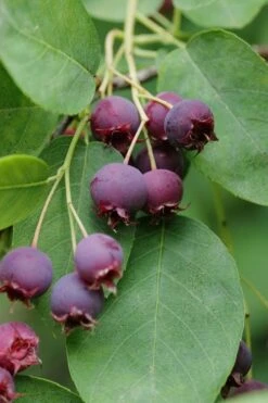 Autumn Brilliance Serviceberry Tree - 7 Gallon Pot (4-5') -Garden Plants Shop amelanchier grandiflora autumn brilliance serviceberry 8