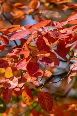 Autumn Brilliance Serviceberry Tree - 1 Gallon Pot -Garden Plants Shop amelanchier grandiflora autumn brilliance serviceberry 9 1
