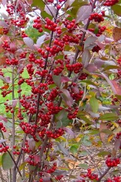 Brilliantissima Aronia (Red Chokeberry) - 3 Gallon Pot -Garden Plants Shop aronia arbutifolia brilliantissima red chokeberry 2