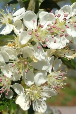 Brilliantissima Aronia (Red Chokeberry) - 3 Gallon Pot -Garden Plants Shop aronia arbutifolia brilliantissima red chokeberry 5