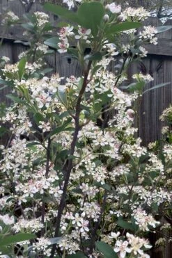 Brilliantissima Aronia (Red Chokeberry) - 3 Gallon Pot -Garden Plants Shop aronia arbutifolia brilliantissima red chokeberry 8