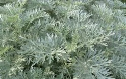 Powis Castle Artemisia - 5 Pack Of Quart Pots -Garden Plants Shop artemisia powis castle 1