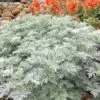 Powis Castle Artemisia - 5 Pack Of Quart Pots 2 Powis Castle Artemisia - 5 Pack Of Quart Pots -Garden Plants Shop artemisia powis castle 12