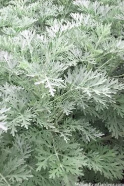 Powis Castle Artemisia - 5 Pack Of Quart Pots -Garden Plants Shop artemisia powis castle 14