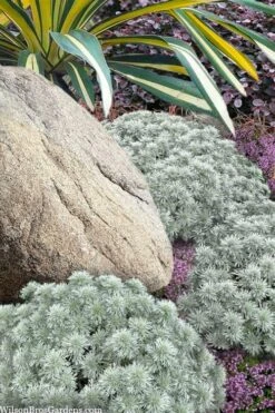 Silver Mound Artemisia - 1 Gallon Pot -Garden Plants Shop artemisia schmidtiana silver mound 12