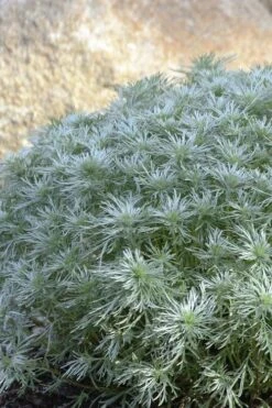 Silver Mound Artemisia - 1 Gallon Pot -Garden Plants Shop artemisia schmidtiana silver mound 4