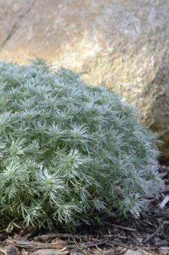 Silver Mound Artemisia - 1 Gallon Pot -Garden Plants Shop artemisia schmidtiana silver mound 5