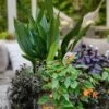 Tiny Tank Dwarf Cast Iron Plant - 3 Gallon Pot -Garden Plants Shop aspidistra elatior tiny tank dwarf cast iron plant 3