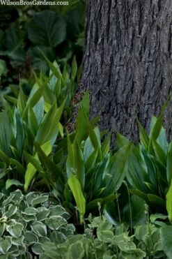 Tiny Tank Dwarf Cast Iron Plant - 3 Gallon Pot -Garden Plants Shop aspidistra elatior tiny tank dwarf cast iron plant 4