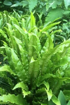 Hart's Tongue Fern (Asplenium Scolopendrium) - 1 Gallon Pot -Garden Plants Shop asplenium scolopendrium harts tongue fern 3