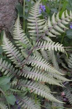 Japanese Painted Fern - 1 Gallon Pot -Garden Plants Shop athyrium niponicum pictum japanese painted fern 103