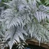 Japanese Painted Fern - 1 Gallon Pot -Garden Plants Shop athyrium niponicum pictum japanese painted fern 105