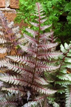 Regal Red Japanese Painted Fern - 5 Pack Of Quart Pots -Garden Plants Shop athyrium pictum regal red japanese painted fern 11 1