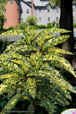 Hosoba Hoshifu Variegated Aucuba (Japanese Laurel) - 3 Gallon Pot -Garden Plants Shop aucuba hosoba hoshifu11