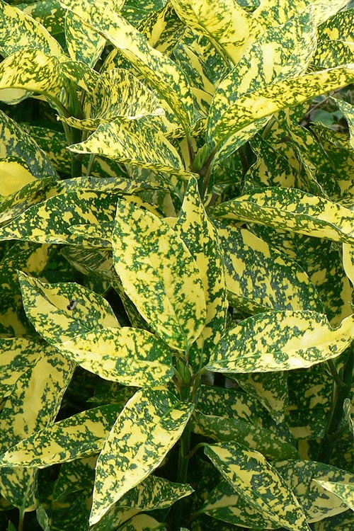 Marmorata Aucuba (Japanese Laurel) - 3 Gallon Pot 3 Marmorata Aucuba (Japanese Laurel) - 3 Gallon Pot